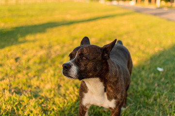 Perro cachorro en césped de campo