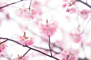 Spring pink cherry blossoms with rain drops in Washington DC 