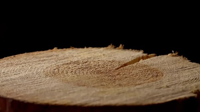 A cross-section of an old pine tree with countless tree rings indicating age. A large round piece of wood with a cross-section with a concentric pattern of wood ring texture and cracks rotates around 