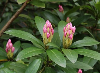 Young buds on rhododendron bushes are ready to grow into beautiful flowers in spring