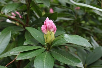 Young buds on rhododendron bushes are ready to grow into beautiful flowers in spring
