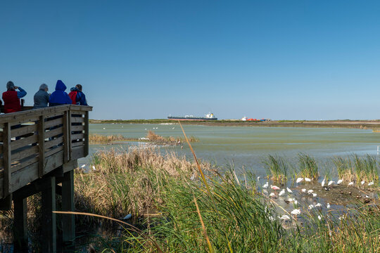 PORT ARANSAS, TX - 13 FEB 2020: Photographers and ornithologists looking at birds in wetland at the Port Aransas Nature Preserve, known by bird watchers for its birdlife, with a ship in the distance.