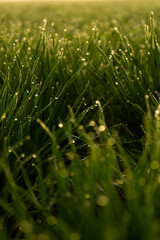 Campo con césped con rocío