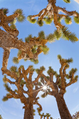 USA, California, Joshua Tree National Park. Sunburst through Joshua trees.