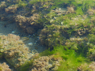 Fototapeta na wymiar Arrecife creado en la baja mar