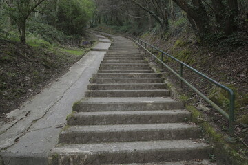 Stairs in the wood