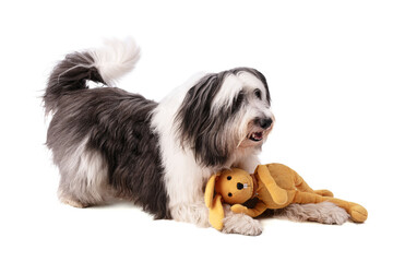 Polish Lowland Sheepdog