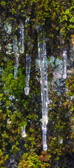 Obraz premium USA, California, Yosemite National Park. Icicles on moss.