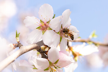 Bee that gathers the white flowers of an almond tree