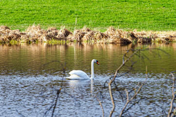 Joli cygne sur l'eau