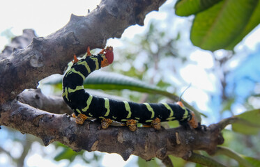 Caterpillar Sphinx of Tetrio, the glutton.