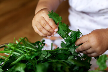 Infant baby holding fresh green cilantro in hands, healthy lifestyle and childhood concept