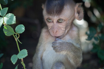 可愛いサル