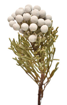 Branch brunia laevis isolated on white background