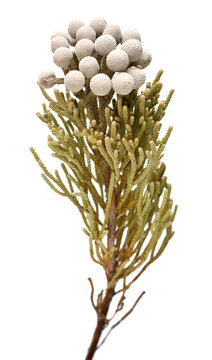 Branch brunia laevis isolated on white background