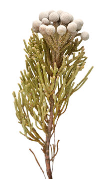 Branch brunia laevis isolated on white background