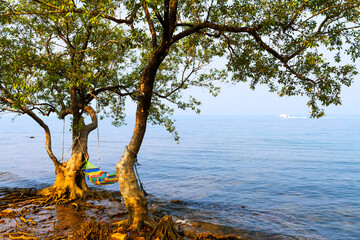 Bay bailan and tree with sunshine