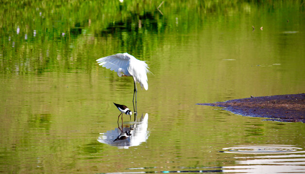 Aves aqu&aacute;ticas, gar&ccedil;a-branca-pequena (Egretta thula), pernilongo (Himantopus melanurus)