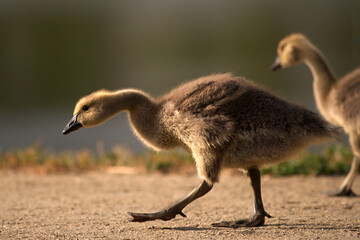 USA, California. Baby Canada geese.