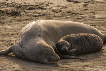 USA, California, Piedras Blancas. Northern elephant seal mother and pup.