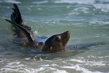 USA, California, La Jolla. Sea lion in water.