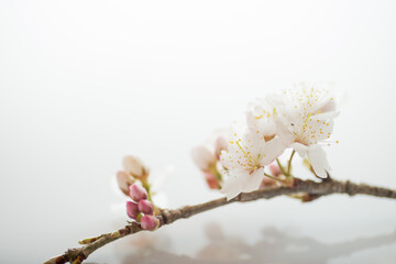 満開の桜
