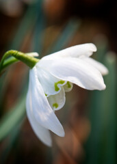 Snowdrop in flower in close up, United Kingdom