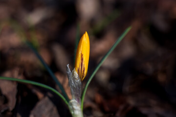 Yellow crocus close-up on a blurry background. In the spring, crocuses bloom in the forest. Saffron (lat. Crocus) are used as a spice.