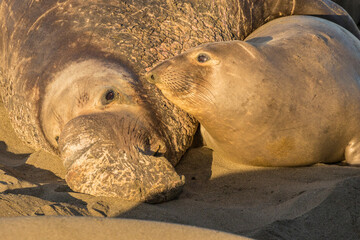 USA, California, San Luis Obispo. Northern elephant seal bull and cow.