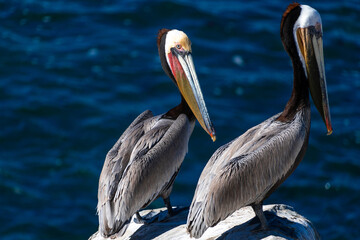 Two Brown Pelicans