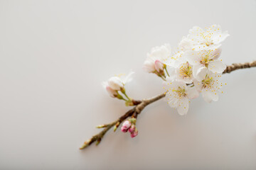 満開の桜
