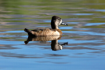 USA, California. Female ring-necked duck swimming.