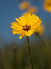Yellow Daisy