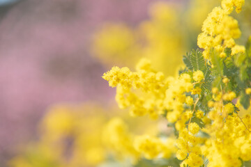 ミモザと桜の背景ぼかし