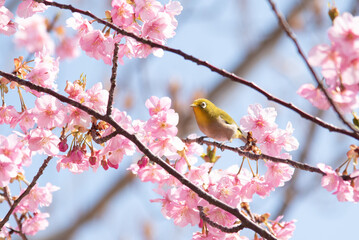 桜とメジロ