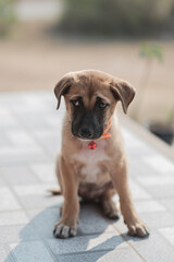 A stray dog is hungry on a roadside in northern Thailand.
