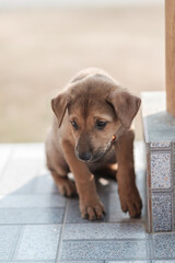 A stray dog is hungry on a roadside in northern Thailand.