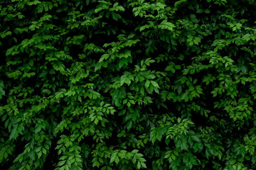 Fototapeten Gras - Nikkel-Art.de