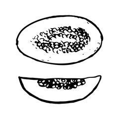 Melon doodle drawing isolated on a white background. Vector sketch illustration. Inner side