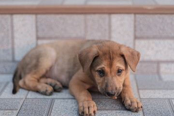 A stray dog is hungry on a roadside in northern Thailand.