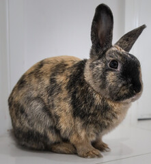 Brown and black rabbit with black nose and ears