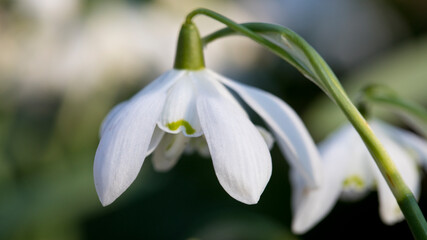 Obraz premium Snowdrop in flower in close up, United Kingdom