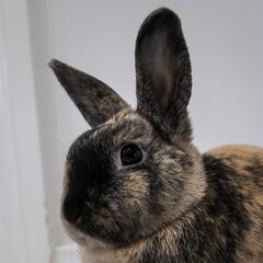 Brown and black rabbit with black nose and ears