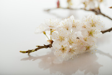 満開の桜
