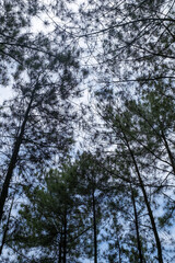 Fototapeta premium pine forest in Bantul Regency. Pine forest is one of the most popular tourist attractions