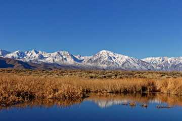 USA, California, Owens Valley. Pond grasses and Sierra Nevada Mountains.