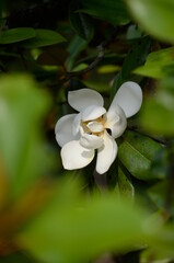 Magnolia grandiflora, commonly known as the southern magnolia or bull bay, is a tree of the family Magnoliaceae native to the southeastern United States, from Virginia to central Florida.