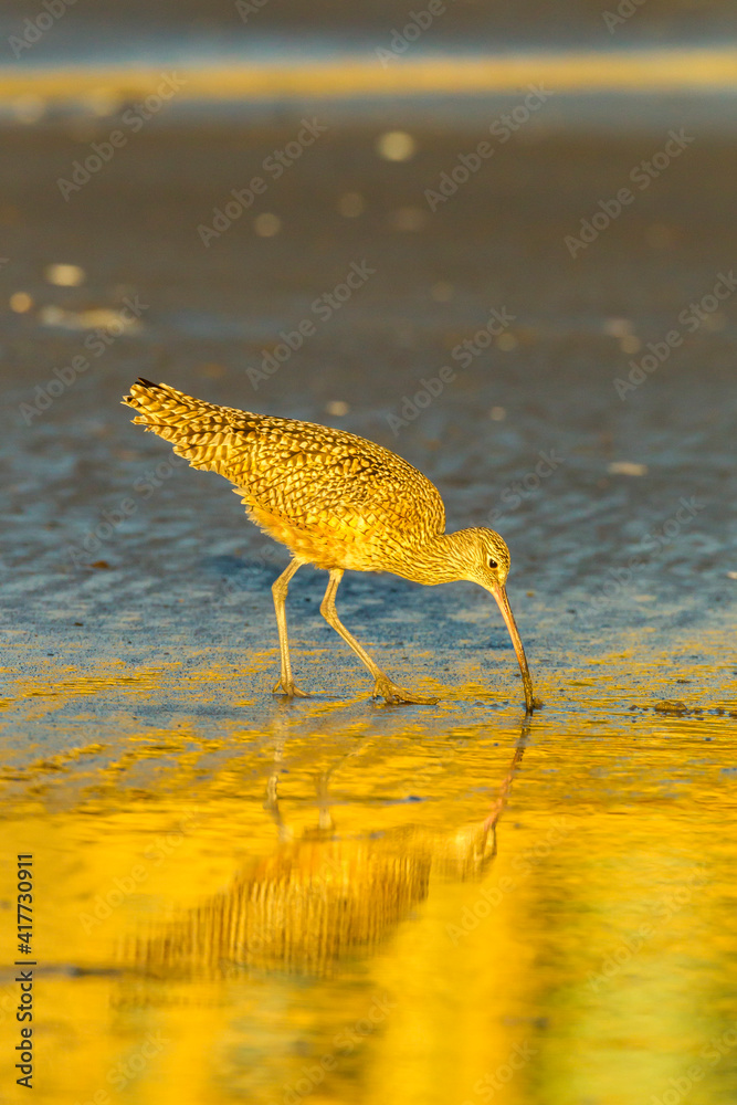 Sticker usa, california, san luis obispo county. long-billed curlew feeding at sunset.