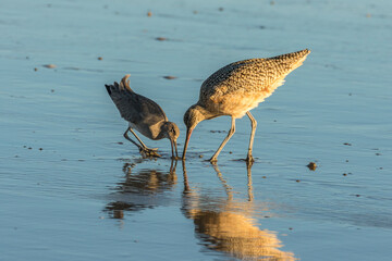 USA, California, San Luis Obispo County. Willet stealing food from long-billed curlew.