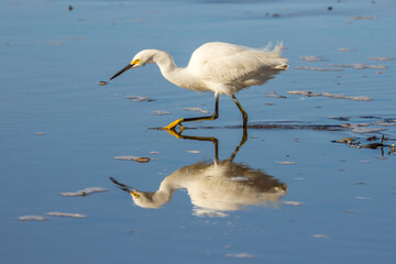 USA, California, San Luis Obispo County. Snowy egret reflects in ocean water.